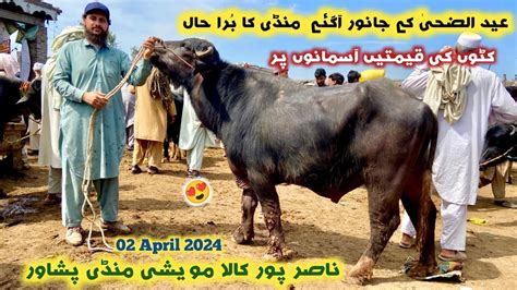 Kala Maweshi Mandi Peshawar New Updates April Katta Price Cattle