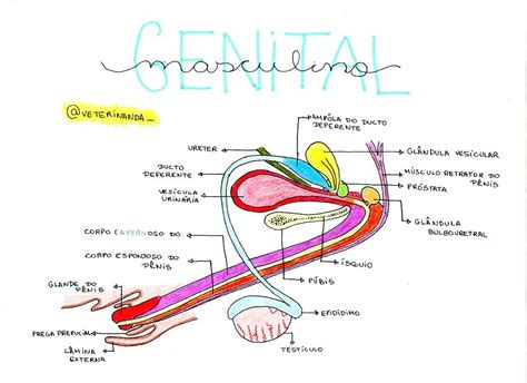 Mapa Mental Sistema Reprodutor Masculino E Feminino Ologia