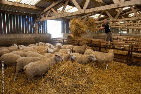 Distribution De Paille Pour Les Brebis La Bergerie Par L Leveur