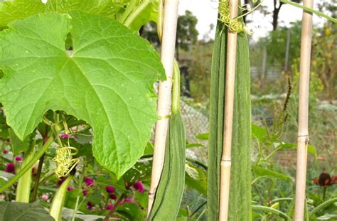 Florez Nursery: Angled Luffa, Luffa acutangula