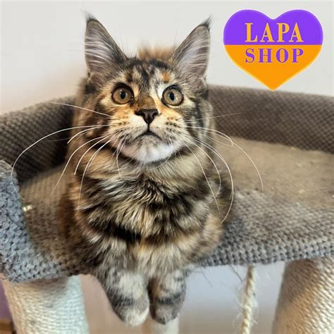 Tortoiseshell Maine Coon Beauty | Lapa.shop