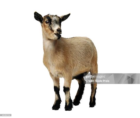 African Pygmy Goat High Res Stock Photo Getty Images