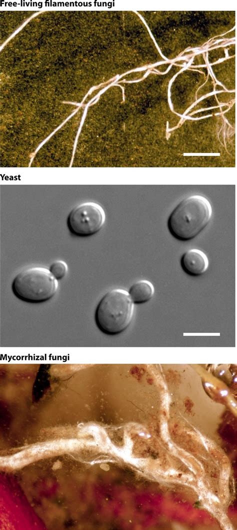 Examples of free-living filamentous fungi, yeasts, and mycorrhizal ...