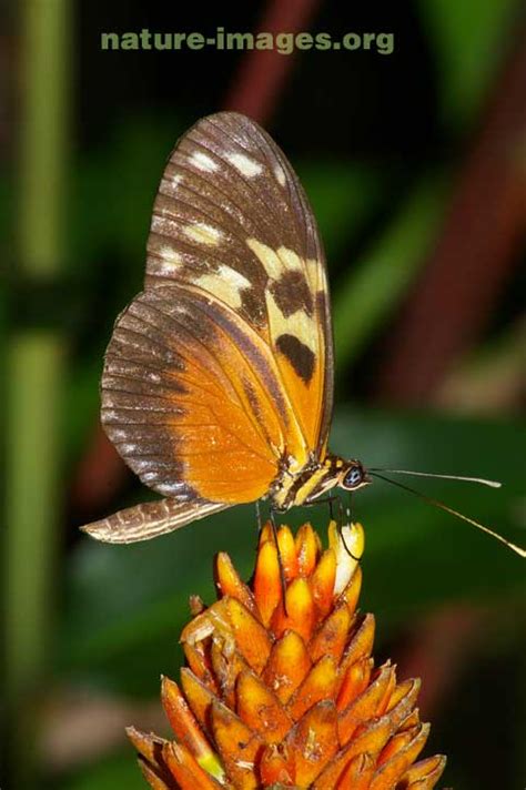 Heliconius Butterfly – Nature-images.org