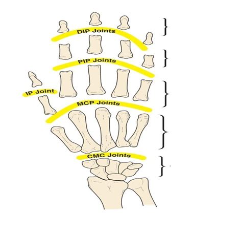 fingers Diagram | Quizlet