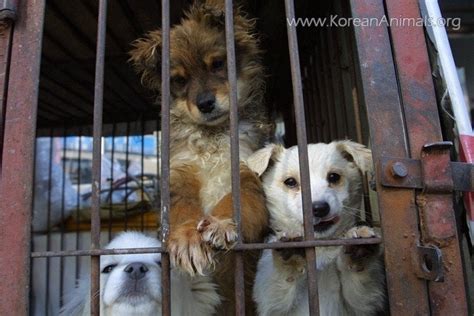 Petition · Stopping the dog/cat meat trade in Korea by the 2018 PyeongChang Olympics · Change.org