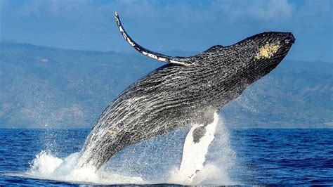 Why Are Humpback Whales Endangered Danger Choices