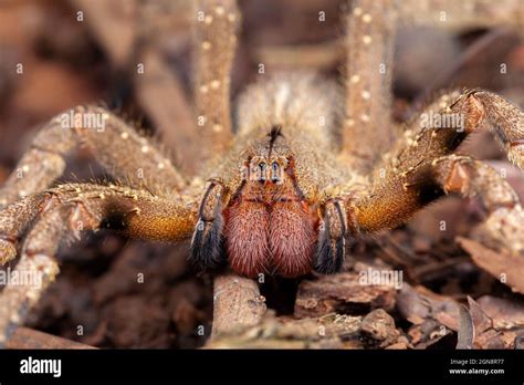 Brazilian Wandering Spider Phoneutria Nigriventer Stock Photo Alamy