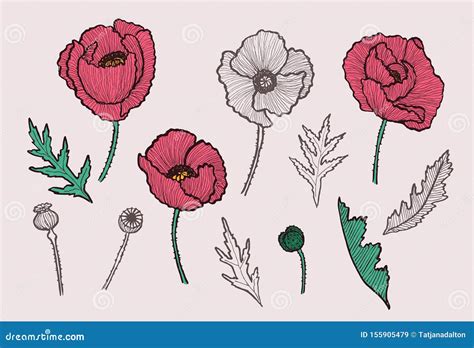 Red Poppy Flower Hand Drawn Illustration Vector Stock Vector