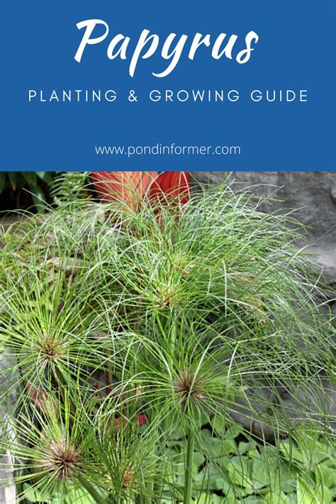 Papyrus Planting & Care Guide | Cyperus papyrus, Papyrus, Reeds plants