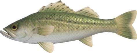 Sea Bass • Animal Crossing Fan Guide