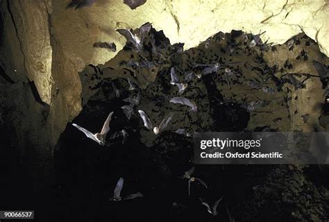 1,737 The Bat Cave Stock Photos, High-Res Pictures, and Images - Getty ...