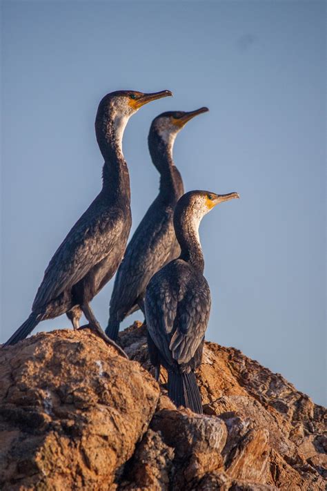 Cormorant Bird Sea Free Photo On Pixabay Pixabay