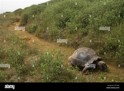 Volcan Alcedo Giant Tortoise Chelonoidis Nigra Vandenburghi On Rim Of