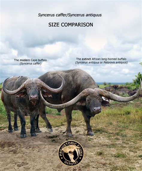 26 New Comparisons Of The Sizes Of Prehistoric Animal Ancestors And