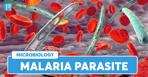 Malaria Symptoms Treatment Types And Causes