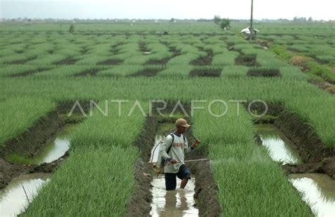 Penyemprotan Pestisida Antara Foto