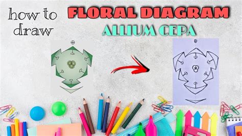 How To Draw Floral Diagram Of Allium Cepa