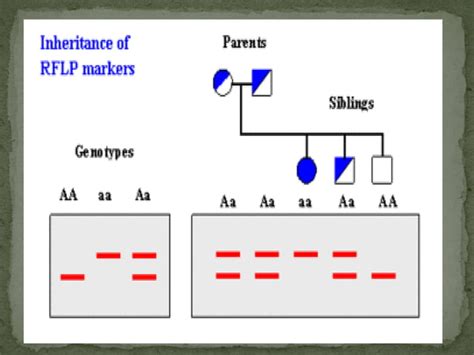 Restriction Fragment Length Polymorphism