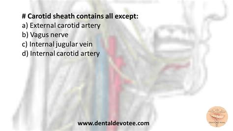 Carotid Sheath