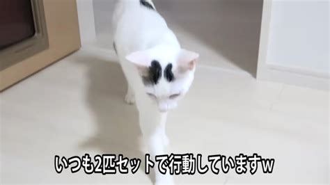 「猫は自分の名前が呼ばれたら来るのか？」飼い主さんが4匹の猫を2階から呼んでみると…？｜ねこナビ