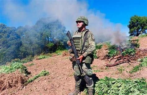 Destruyen 4 plantíos de amapola y marihuana