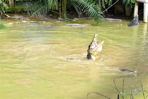 Crocodile Snapping Stock Photos - Free & Royalty-Free Stock Photos from Dreamstime