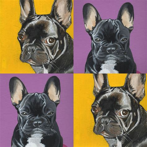 Frenchie French Bulldog Bulldog Jeroen Teunen Teunen