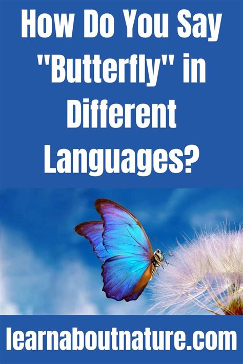 How To Say Butterfly In Different Languages