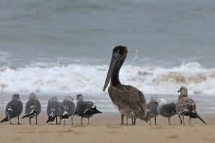 Pescadero State Beach | Coastside State Parks Association