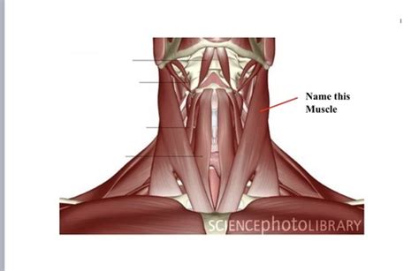 Lab Muscle Of Tongue Palate Neck Flashcards Quizlet