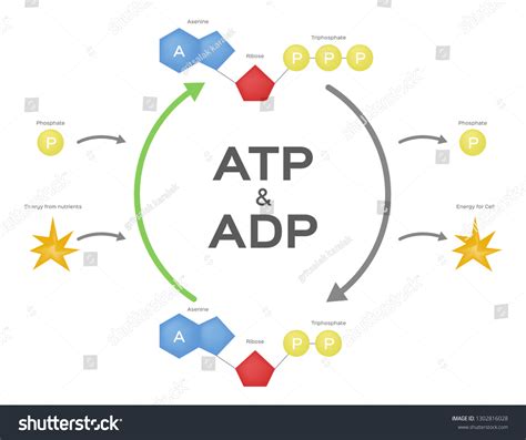 Atp Cycle Diagram