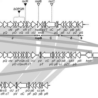 Genetic Organization Of The Type III Secretion Gene Cluster And Related