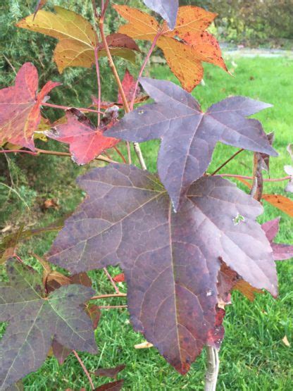 Liquidambar Styraciflua Oconee Sweetgum 1 Gallon Catskill