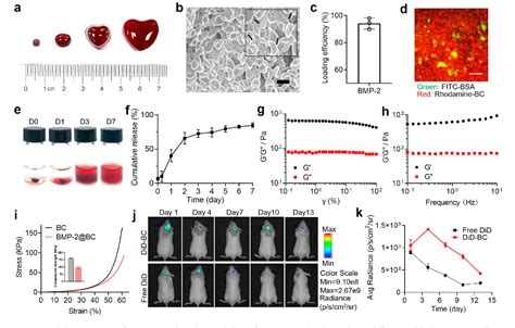 Figure 1 From Implantable Blood Clot Loaded With BMP 2 For Regulation