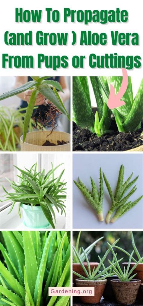 How To Propagate And Grow Aloe Vera From Pups Or Cuttings 2024