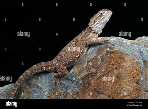 Rankin's Dragon (Pogona Henrylawsoni Stock Photo - Alamy