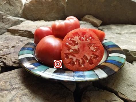 Best Red Dwarf Tomatoes Dwarf Arctic Rose Tomato Seeds Bounty Hunter