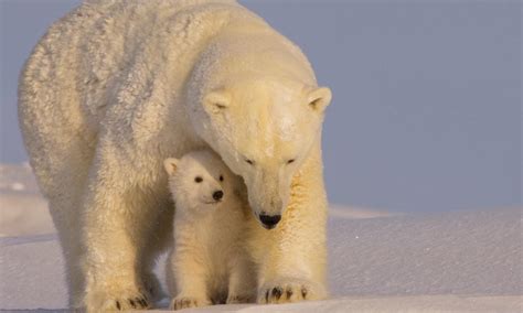 WWF Statement on Polar Bear Cub Survival Act | Press Releases | WWF