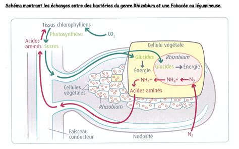 Chapitre La Complexification Des G Nomes Et L Volution Des Formes