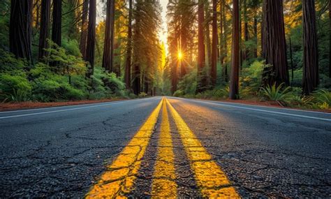 Premium Photo | Road through redwood forest at sunset