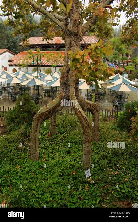 Circus Tree Gilroy Hi Res Stock Photography And Images Alamy