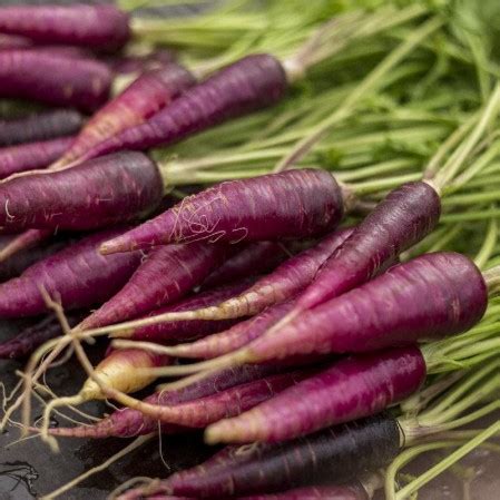 Cosmic Purple Carrot Seeds | Carrot Seeds Bulk