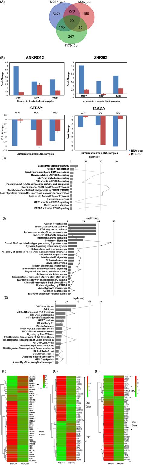 Venn Diagram For DE Genes From Curcumin Treated MCF7 MDAMB231 And