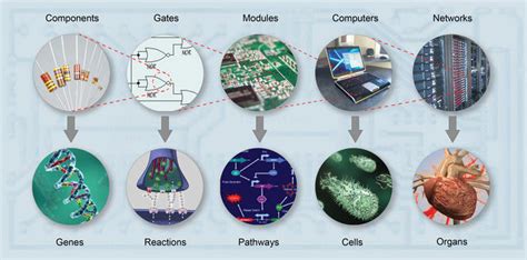 Labc De La Biologie De Synthèse Cnrs Le Journal