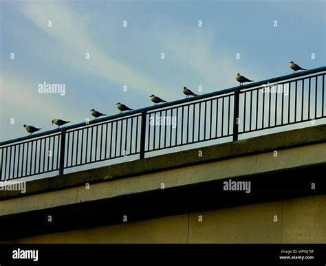 Group Of Birds On Bridge Hi Res Stock Photography And Images Alamy