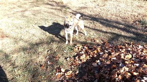 Adorable Shiba Inu Playing In Leaves YouTube