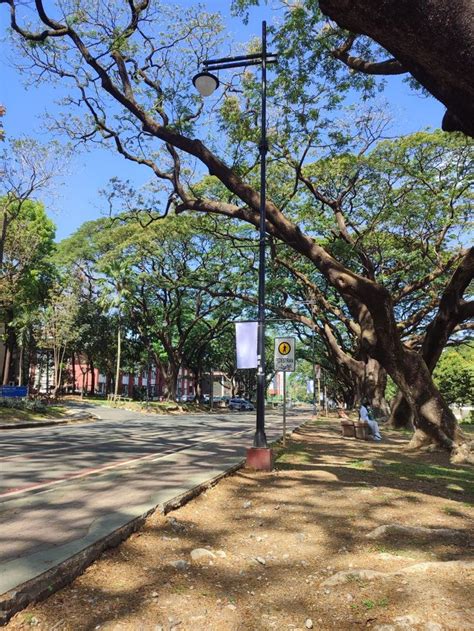 Up Diliman Sunken Garden In 2023 Diliman Sunken Garden Scenes