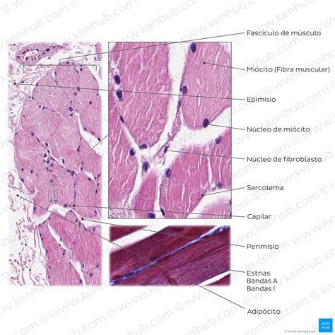 Músculos e tecido muscular Tipos e funções Kenhub