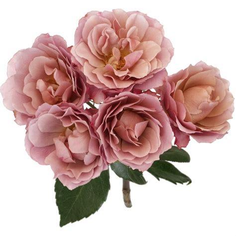 Wabara Ioli Spray Roses Garden Roses Direct